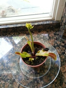 My very own Venus Fly Trap.