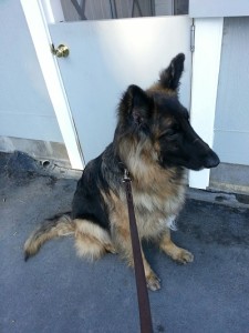 Jake patiently waiting his turn to enter puppy camp.