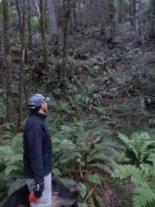 Hubs studying some mighty big redwoods.