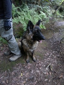 Jake in the redwoods - water break