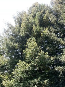 Looking up at our redwoods.