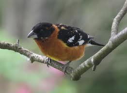 Grosbeak.