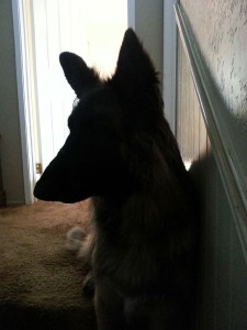 Jake in profile. His favorite perch at the top of the stairs.