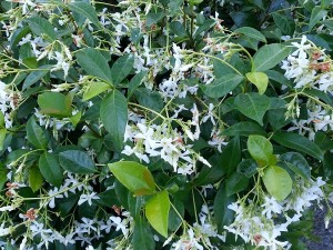 White Jasmine.