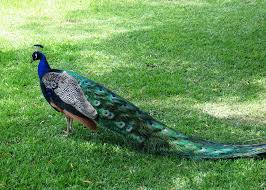 Peacock.