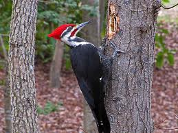 Pileated Woodpecker.