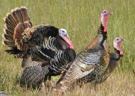 Wild Turkeys.