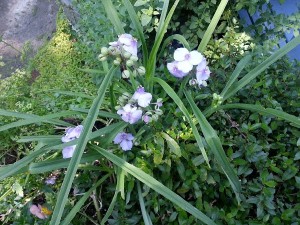 Lavender-colored flowers. View One.