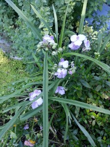 Lavender-colored flowers. View Two.