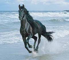 horse 2
