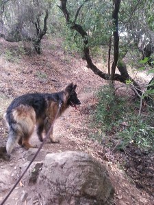 Up over the rocks.