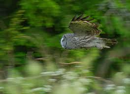 Owl! Cool, huh!