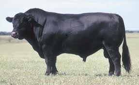 Typical Angus Bull.