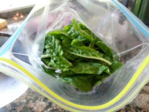 Last gallon bag of Swiss chard.