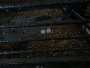 Little parrot eggs.