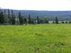 Meadow. Taken while on my horse.