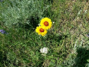 Wildflowers - taken while riding my horse.