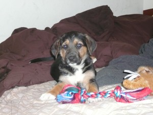 Puppy Hastur.