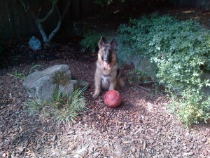 A dog's best friend, his basketball.