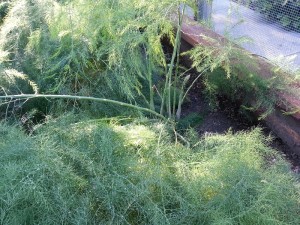 crazy insane asparagus forest.