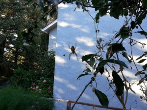 Big baby spider living in my garden.