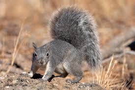 squirrel