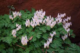 Dutchman's Breeches.