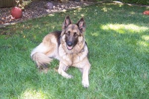 Louie. R.I.P.