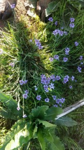 Jake's feet and wild iris.