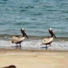 Brown pelicans.