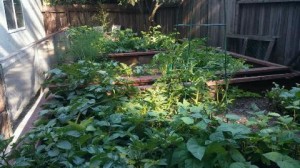 Garden 2014