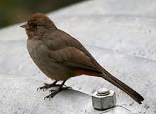 Towhee