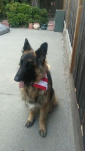 Jake says - I'm a proud American GSD! I celebrate my independence!