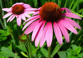 Echinacea.