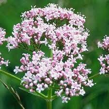 Valerian.