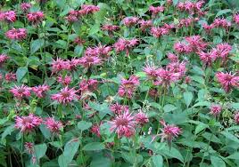 Bee Balm.