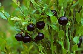 Billberry.