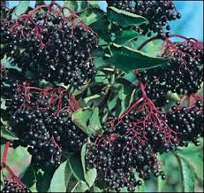 Elderberry.