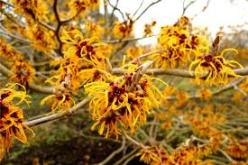 Witch Hazel.