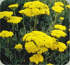 Yarrow.
